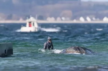 La ballena 'Timmy' hallada muerta en Dinamarca tras rescate fallido en Alemania