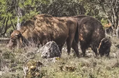 El Regreso del Bisonte: Un Renacimiento Ecológico y Turístico en el Alto Tajo