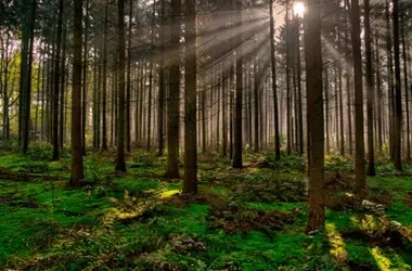 La Bioeconomía Forestal: Impulso Clave para el Desarrollo Rural Sostenible