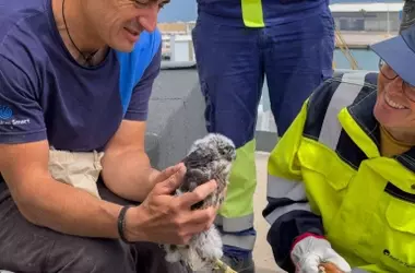 Halcones en Tarragona: Un Modelo Ejemplar de Fusión Industrial y Conservación