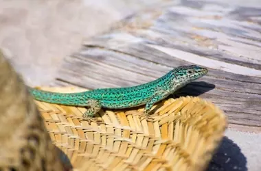 La Lagartija de las Pitiusas: Una Especie Única al Borde de la Extinción