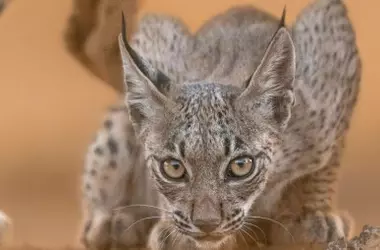 Nacimiento Histórico: Castilla y León Celebra la Llegada de Cachorros de Lince Ibérico Tras Décadas de Ausencia