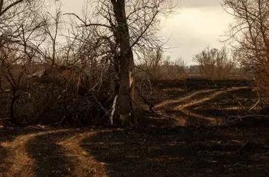 Degradación Forestal: El Impacto Oculto de Incendios y Cambio Climático