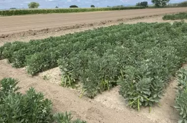 El Fomento de la Proteína Vegetal de Haba: Una Solución Agrícola Sostenible
