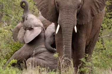 Elefantes Africanos: Custodios Climáticos y su Rol Vital en los Ecosistemas