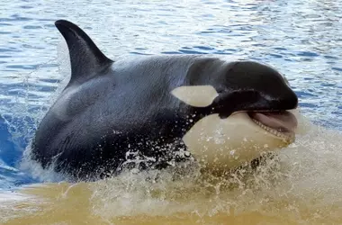 Activistas Piden Detener Traslado de Orcas: Un Debate sobre el Bienestar Animal