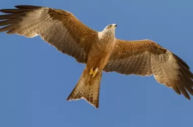 El Anillamiento de Aves Migratorias en Odiel Revela su Crucial Rol Ecológico