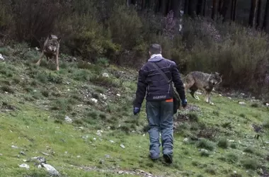 Aumento significativo de manadas de lobos en Asturias: Un análisis del censo 2025 y sus implicaciones
