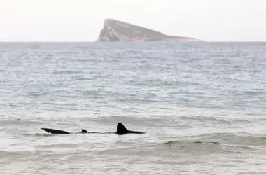 Regiones Costeras Españolas, Esenciales para la Preservación del Tiburón Mediterráneo