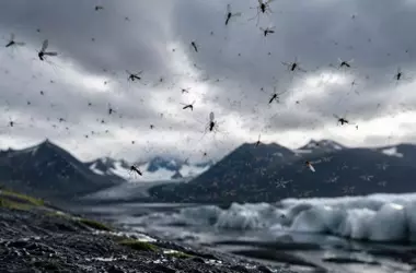 La Inesperada Llegada de Mosquitos a Islandia: Un Impacto del Cambio Climático