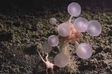 Secretos Revelados del Abismo: Más de Mil Nuevas Especies Marinas Descubiertas en un Año