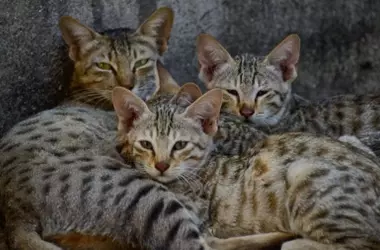 Nuevas Iniciativas Gubernamentales para la Protección Animal en España