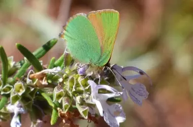 Un Nuevo Hito en la Biodiversidad Urbana de Barcelona: Descubrimiento de la Mariposa Cejialba