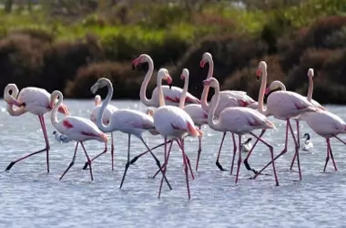 Las Directivas de Aves y Hábitats bajo Amenaza en Europa: Un Grito de Alerta por la Naturaleza