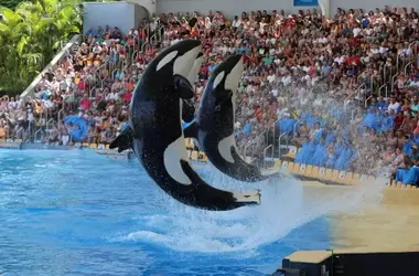 Orcas en Loro Parque: El Debate Ético y la Cautividad Animal