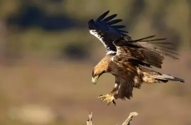 El Águila Imperial Ibérica Reaparece en Portugal: Un Rayo de Esperanza para la Especie en Peligro Crítico
