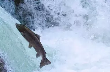 Asturias y Cantabria analizarán la situación del salmón tras la temporada de pesca