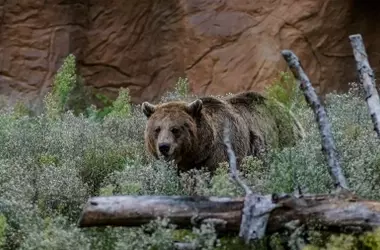 Aumento de Osos Pardos Cerca de Oviedo Atribuido a la Apicultura