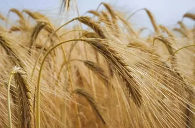 Revolución Agrícola: Nuevas Estrategias en la Fertilización de Cereales