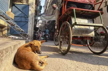 India: El Tribunal Supremo respalda la eutanasia para canes callejeros con rabia o peligrosos