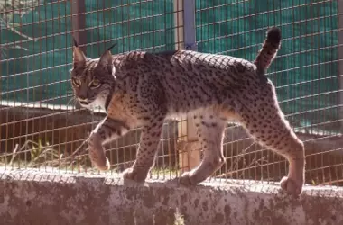 Nueva era en la conservación del lince ibérico: Portugal y España se unen para su reintroducción en Malcata