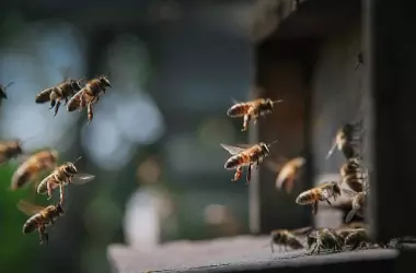 Suiza busca la protección constitucional para sus abejas y polinizadores
