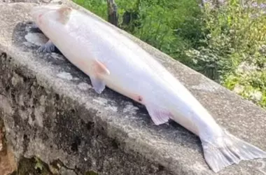 La Agonía del Salmón Atlántico en Asturias: El “Campanu” del Sella Como Alarma Ambiental