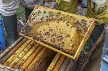 La Vulnerabilidad de las Abejas: Un Llamado Urgente ante el Cambio Climático y las Plagas