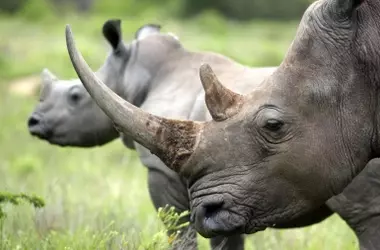 Innovadora Estrategia Sudafricana: Radiación para Proteger Rinocerontes de la Caza Furtiva