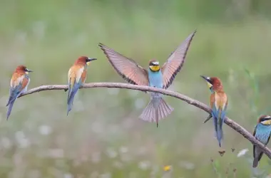 Actividades ambientales de SEO/BirdLife para el Día Europeo de la Red Natura 2000