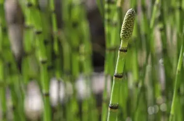 Planta Equisetum: Un Viaje Temporal del Agua y sus Misterios Cósmicos