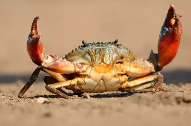 Un estudio revela el misterio de la marcha lateral de los cangrejos y su impacto en la evolución