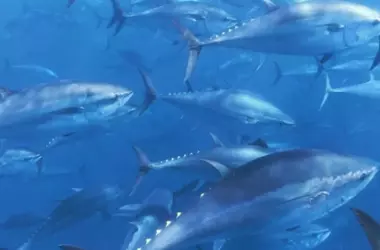 Ceuta lidera la investigación del atún rojo en el Mediterráneo