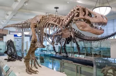 La Evolución del Tiranosaurio Rex: Mandíbulas Imponentes y Brazos Reducidos