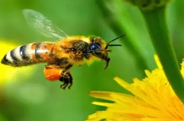 Proyecto BeeConnected SUDOE: Fortaleciendo la Supervivencia de Abejas Silvestres en Entornos Verdes