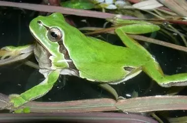 España: Más de 400 Especies Amenazadas Según la Nueva Lista Roja Nacional de la UICN