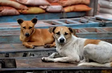La controversia sobre la eutanasia de perros callejeros en India y el debate por el bienestar animal