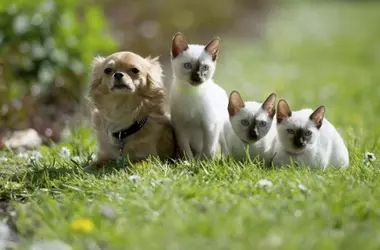 La Unión Europea Promulga Ley Innovadora para el Bienestar de Perros y Gatos