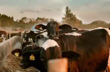 Las vacas revelan una sorprendente capacidad para el reconocimiento humano