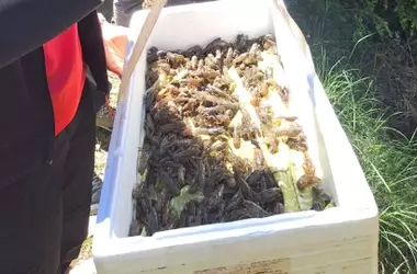 Cangrejo de río ibérico: Un esfuerzo de conservación por la Junta de Andalucía