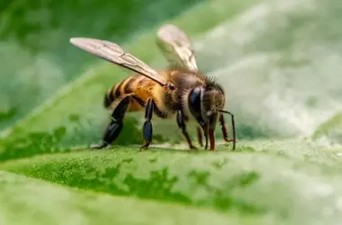 Equipo espa￱ol de la UIB recibe el "Golden Bee Award" por su destacada labor en la defensa de los polinizadores