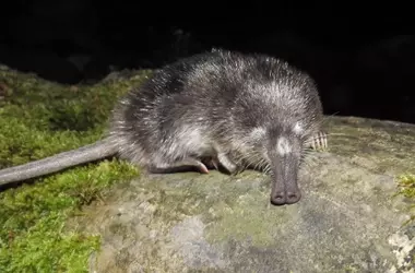 Urgencia Crítica para el Desmán Ibérico: Amenaza de Extinción en Tres Décadas