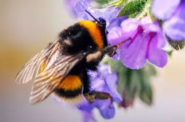 Las Abejas en Peligro: El Impacto del Cambio Climático, Plagas y Pesticidas