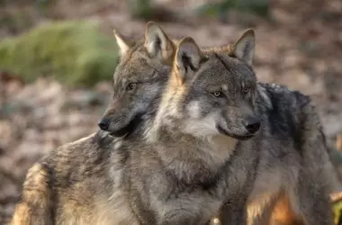 El Gobierno Español Defiende la Precisión de los Datos del Lobo Ibérico Ante Europa y Urge Actualización Censal Tras Incendios