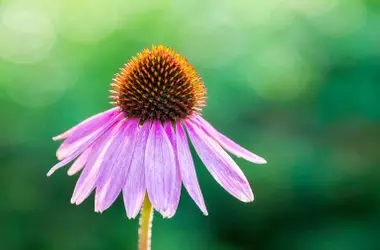 Plantas Tintóreas: El Resurgimiento Verde de la Moda
