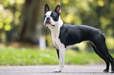 Las 7 razas de perros que apenas sueltan pelo y no necesitan peluquería, según expertos