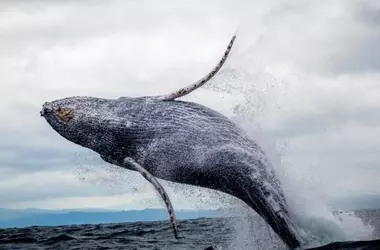 Un Viaje Oceánico Sin Precedentes: El Récord de Migración de Dos Ballenas Jorobadas