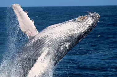 Ballenas jorobadas marcan un hito migratorio: 14.000 km entre Australia y Brasil