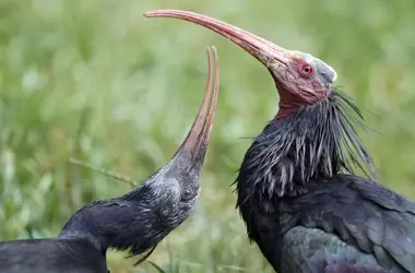 Rescate milagroso de un ibis eremita en peligro de extinción en Ciudad Real