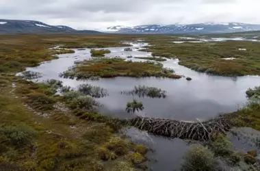 Castores: La Inesperada Migración al Ártico y su Impacto Ambiental